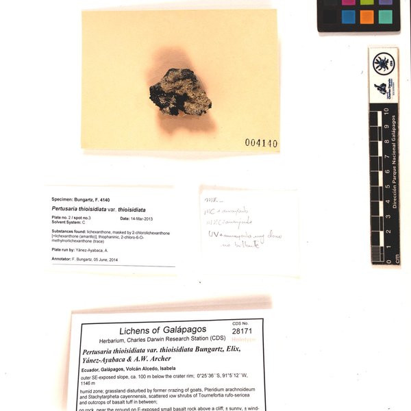 Pertusaria thioisidiata var. thioisidiata Bungartz, Elix, Yánez-Ayabaca & A.W. Archer