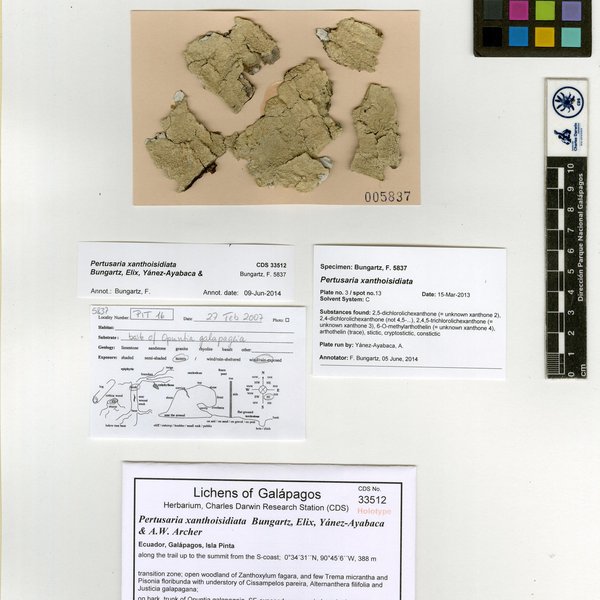 Pertusaria xanthoisidiata Bungartz, Elix, Yánez-Ayabaca & A.W. Archer