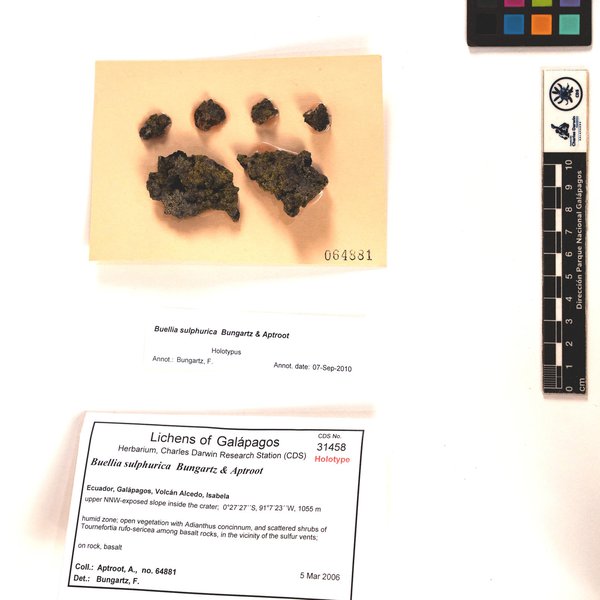 Buellia sulphurica Bungartz & Aptroot