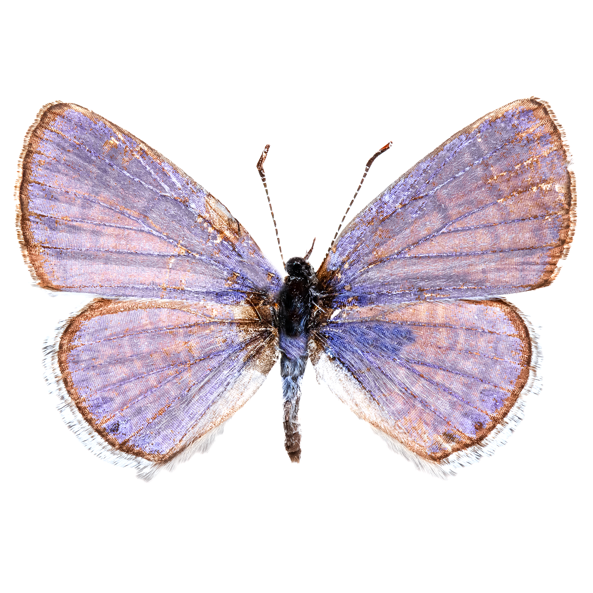 44606_Hemiargus ramon_png