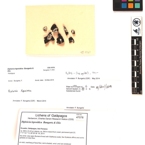 Diploicia leproidica Bungartz & Elix