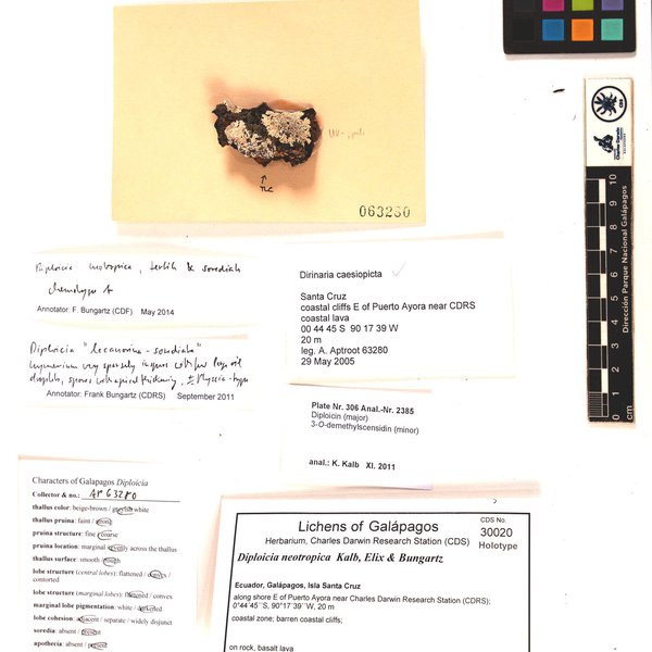 Diploicia neotropica Kalb, Elix & Bungartz