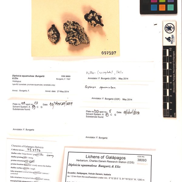 Diploicia squamulosa Bungartz & Elix