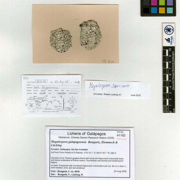 Megalospora galapagoensis Bungartz, Ziemmeck & Lücking