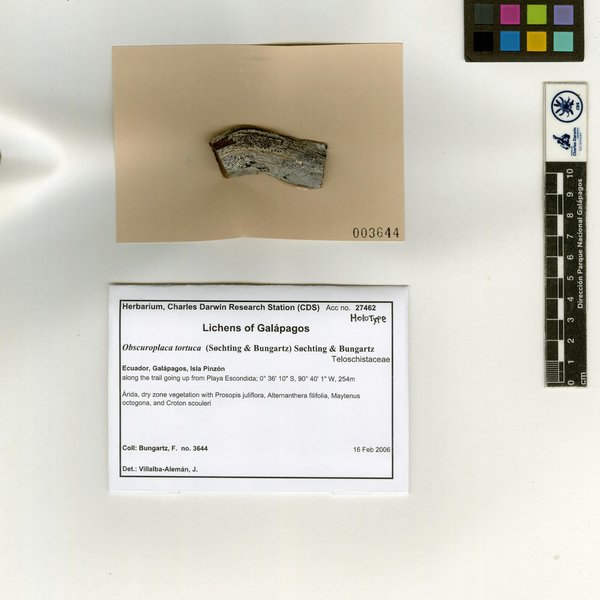 Obscuroplaca tortuca (Søchting & Bungartz) Søchting & Bungartz