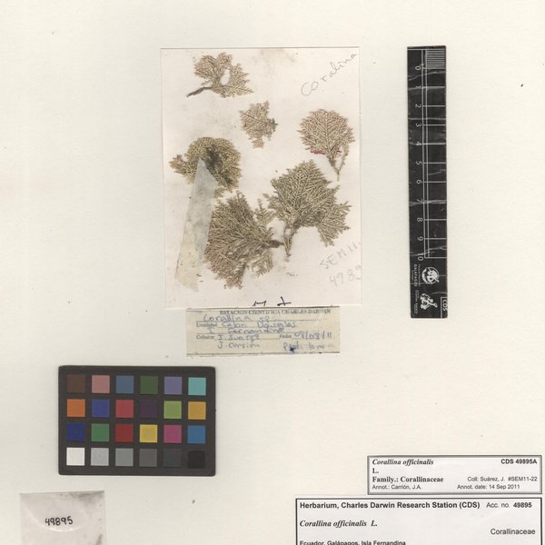 Corallina officinalis L.