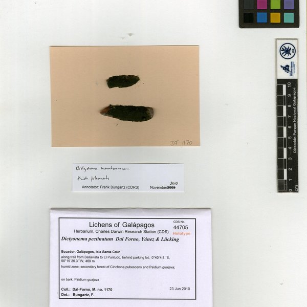 Dictyonema pectinatum Dal Forno, Yánez-Ayabaca & Lücking