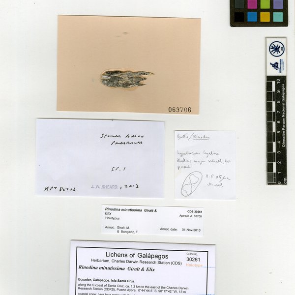 Rinodina diminutiva Giralt & Elix