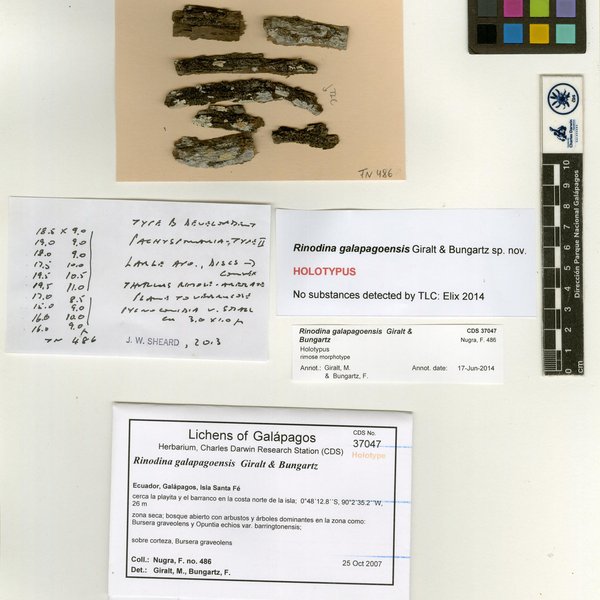 Rinodina galapagoensis Giralt & Bungartz