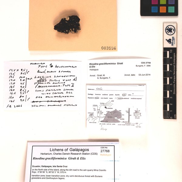 Rinodina graciliforminica Giralt & Elix