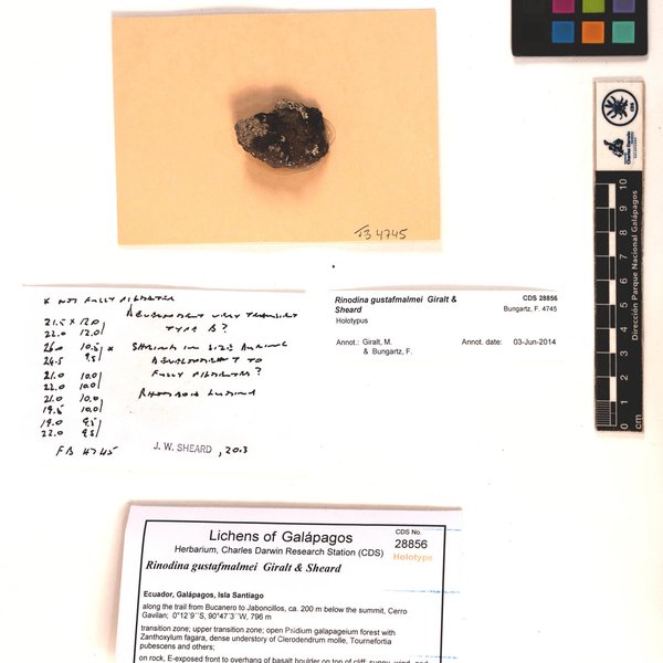 Rinodina gustafmalmei Giralt & Sheard