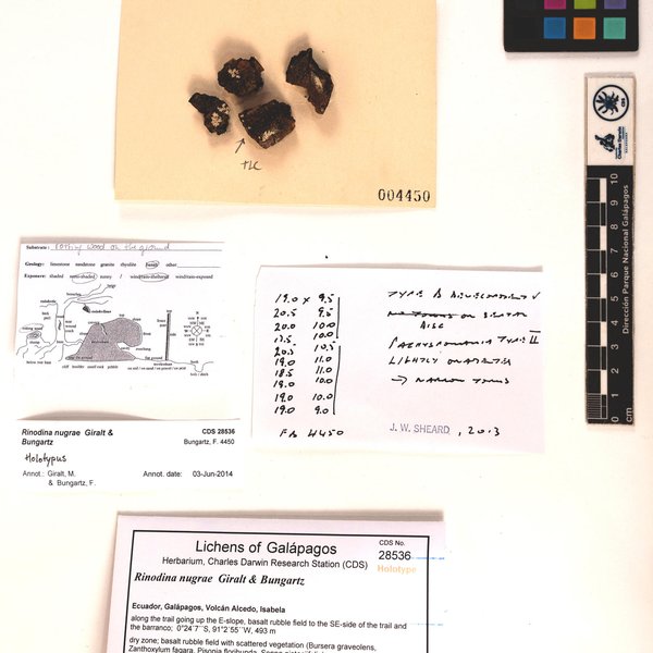 Rinodina nugrae Giralt & Bungartz