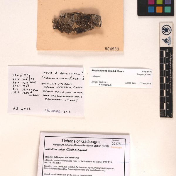 Rinodina unica Giralt & Sheard