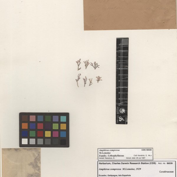 Amphiroa compressa M.Lemoine