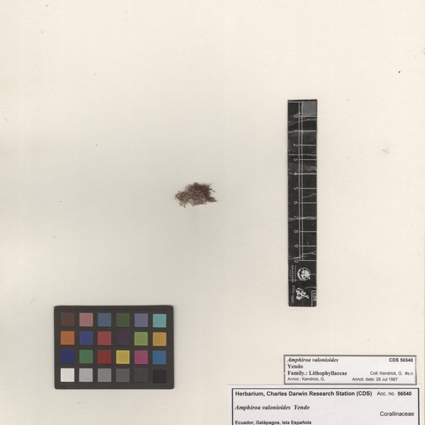 Amphiroa valonioides Yendo
