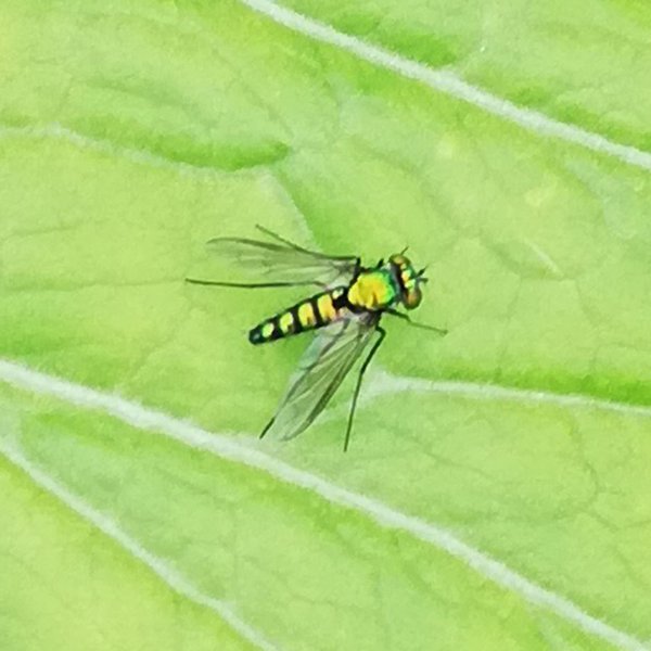 Condylostylus longicornis (Fabricius, 1775)