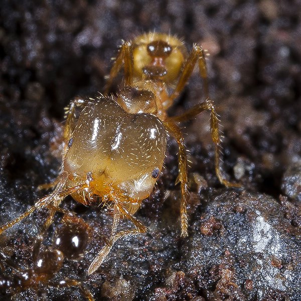 Solenopsis geminata (Fabricius, 1804)