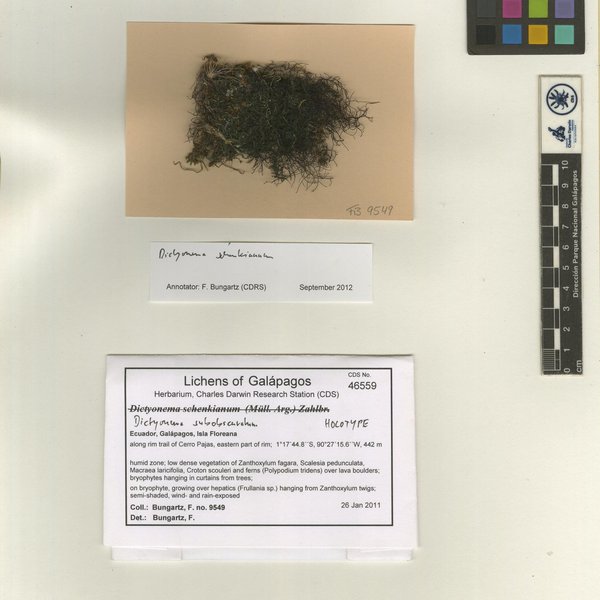 Dictyonema subobscuratum Dal-Forno, Bungartz & Lücking