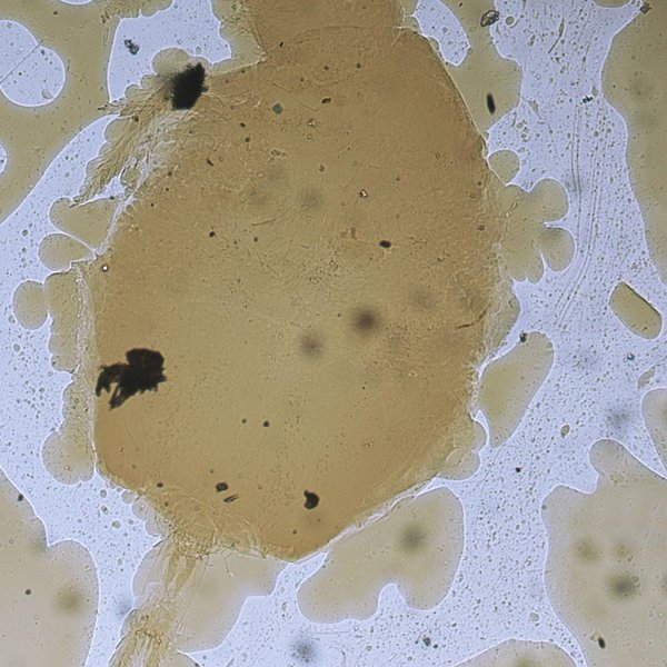 Cyphoderus dorsti Jacquemart, 1974 nomen nudum