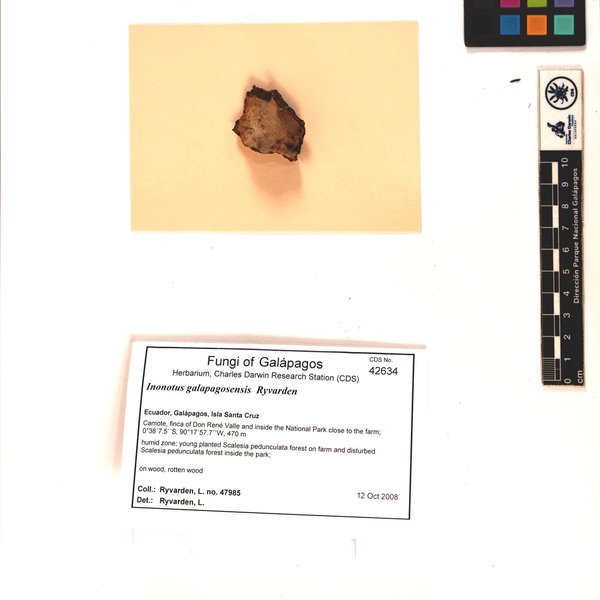 Inonotus galapagosensis Ryvarden