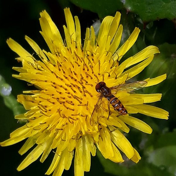 Toxomerus crockeri (Curran, 1934)