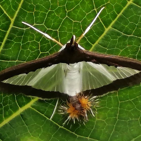 Diaphania hyalinata (Linnaeus, 1767)