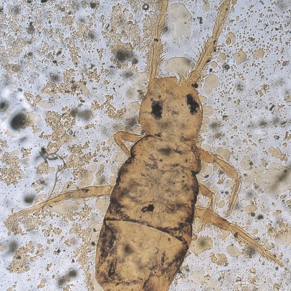 Entomobrya corticola Jacquemart, 1975 nomen nudum