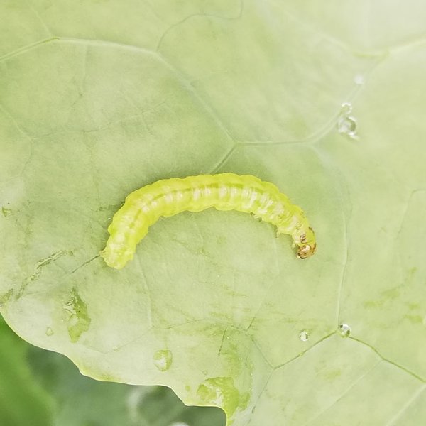 Plutella xylostella (Linnaeus, 1758)