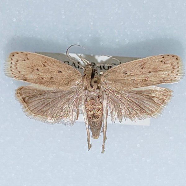 Stenoma catenifer (Walsingham, 1912)