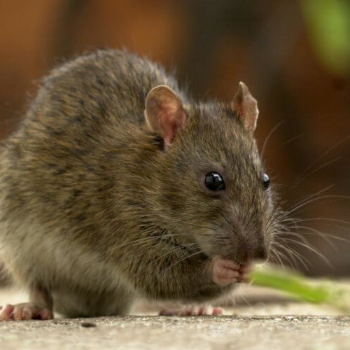 Rattus rattus Linnaeus, 1758