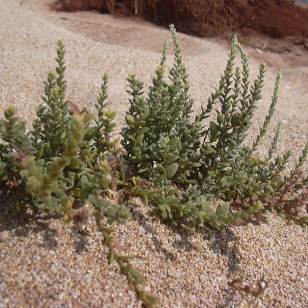 Cressa truxillensis Kunth