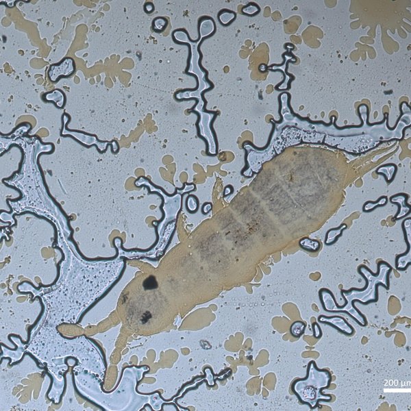 Hemisotoma thermophila (Axelson, 1900)