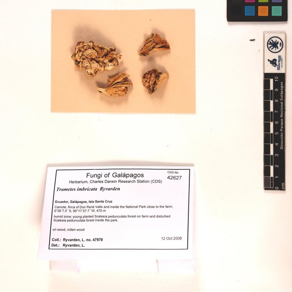 Trametes imbricata Ryvarden