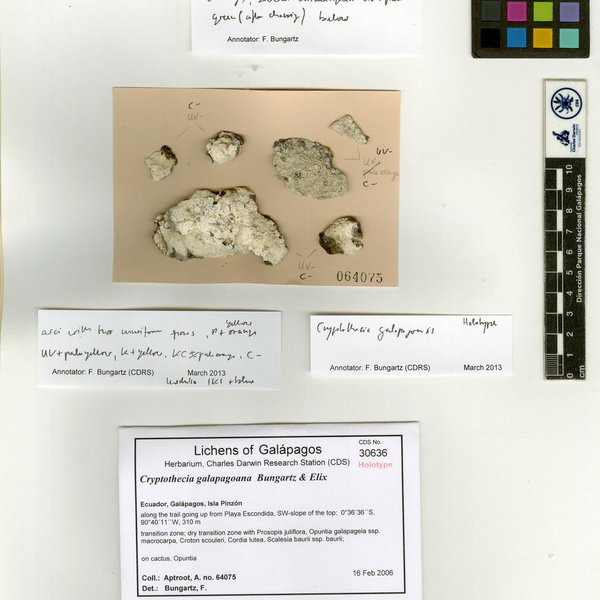 Cryptothecia galapagoana Bungartz & Elix