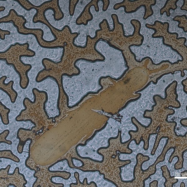 Isotomodes trisetosus Denis, 1923