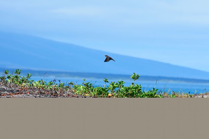 A Galapagos martin hunting.