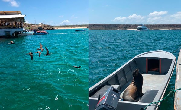 A: Gaviotines (Anous stolidus) pescando en nuestro sitio de estudio. B: Lobo marino (Zalophus wollebaeki), descansando en una panga frente a nosotros, mientras monitoreamos nuestras placas. Estas aves son una subespecie endémica y el lobo marino una