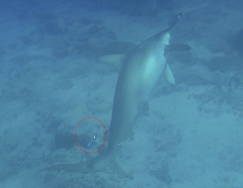 A pregnant scalloped hammerhead fitted with a towed satellite tag (circled)