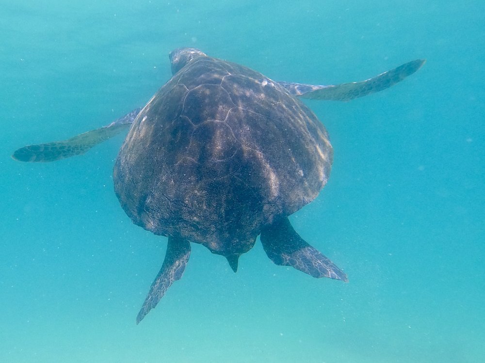 A stunningly black marine turtle.