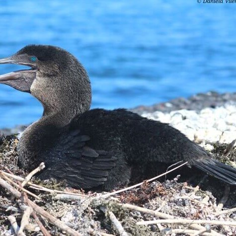 Adult flightless cormorant nesting on Isabela Island.