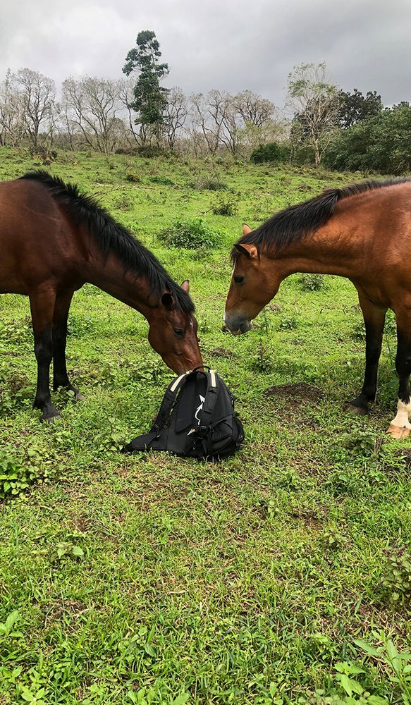 Algunos caballos curiosos acuden a mi encuentro para averiguar por qué llevo tanto tiempo observando a las tortugas, y para ver si tal vez he traído algo de comer.