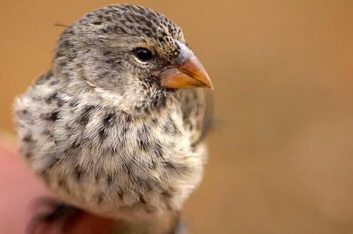All finches are of the same size and weight. They vary in colors in some cases, but their most notorious difference are their peaks, which are used as tools.