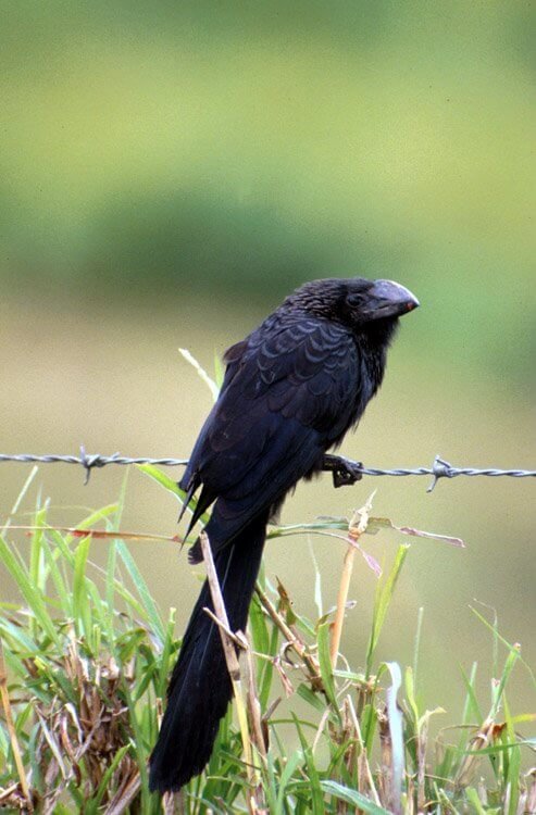 An introduced ani (<em>Crotophaga ani</em>). Photo: Heidi Snell