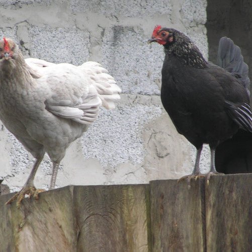 Gallus gallus domesticus Linnaeus, 1758
