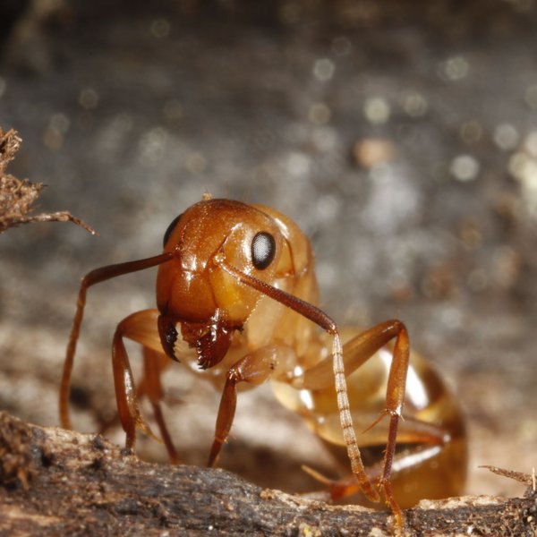 Camponotus macilentus Smith, 1877