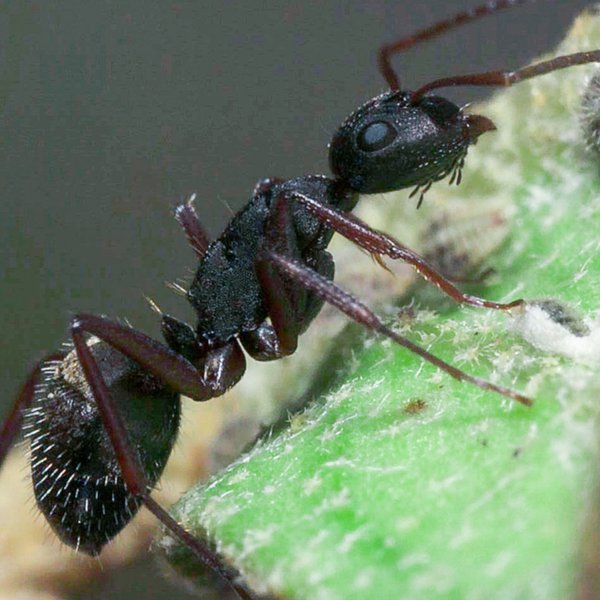 Camponotus planus Smith, 1877