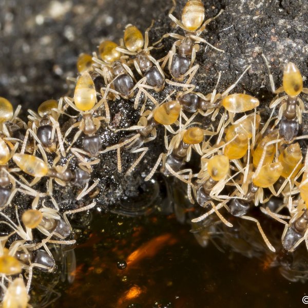 Tapinoma melanocephalum (Fabricius, 1793)