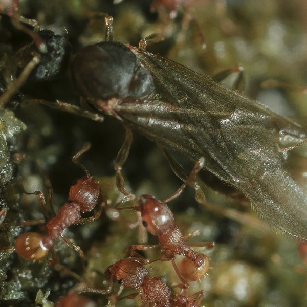 Wasmannia auropunctata (Roger, 1863)
