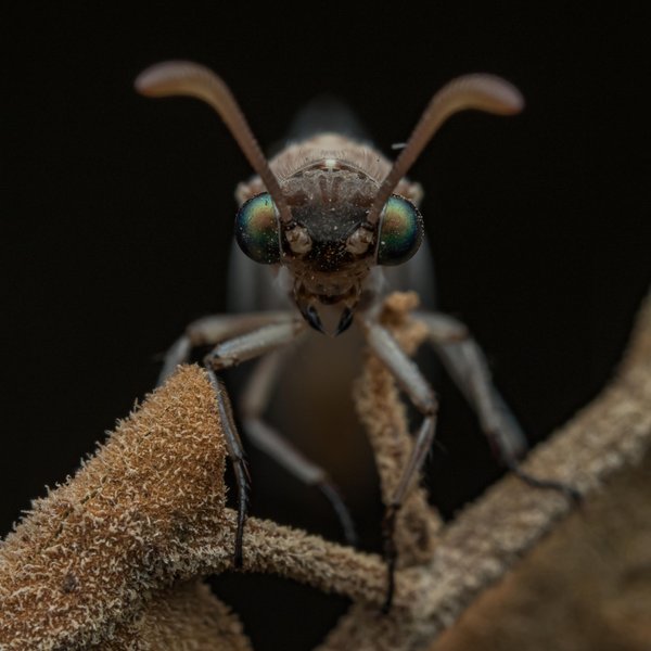Myrmeleon timidus Gerstäcker, [1888]