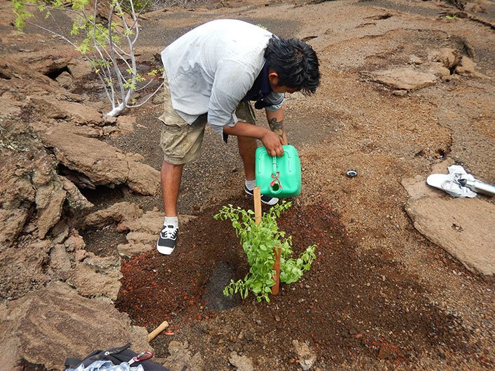 Application of Hydrogel on one of the seedlings.